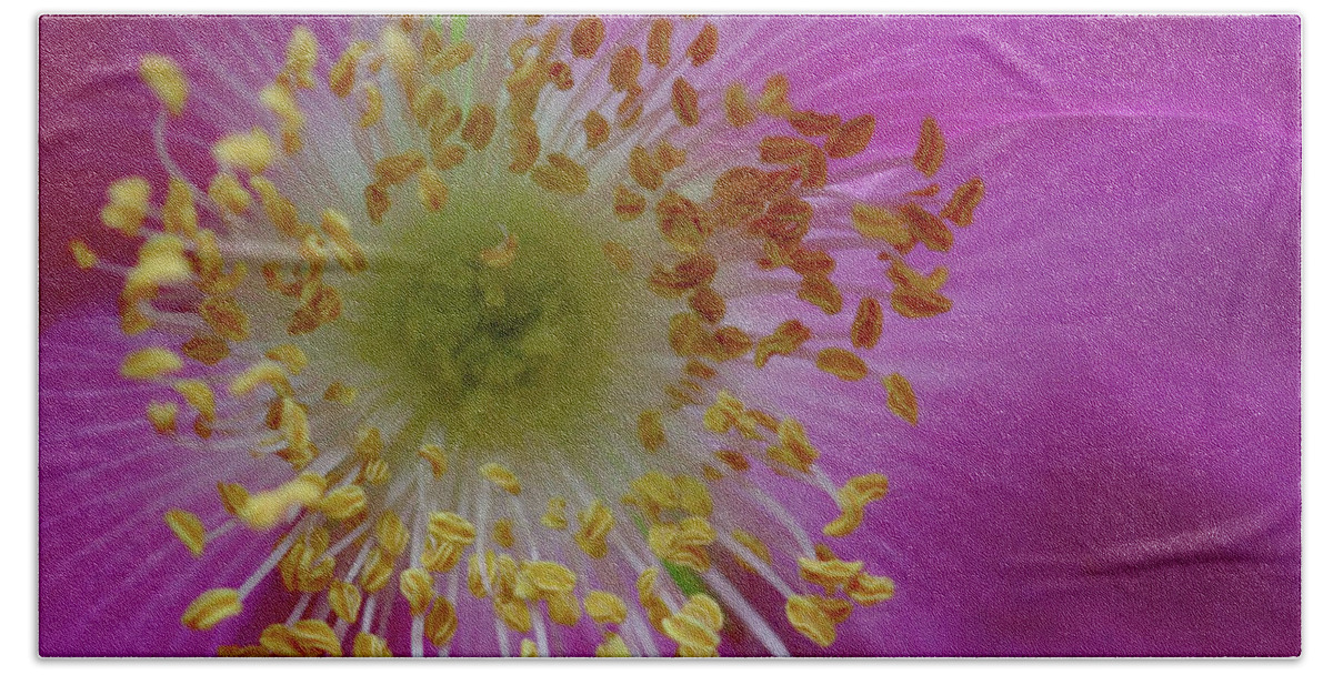 Beach Sheet featuring the photograph Macro Rosehip Bloom by Stephen Melia