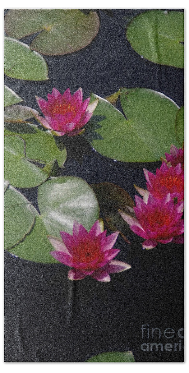 Magenta Beach Towel featuring the photograph Magenta Lotus Waterlilies by Jackie Irwin