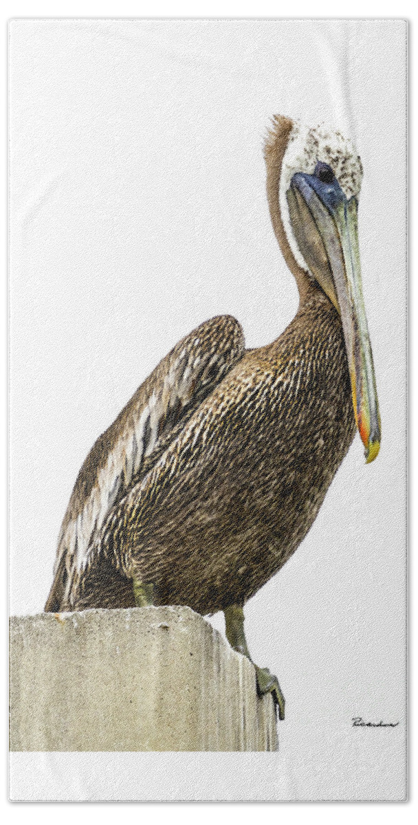 Bird Beach Towel featuring the photograph Majestic Gulf Shores Pelican 1071A by Ricardos Creations