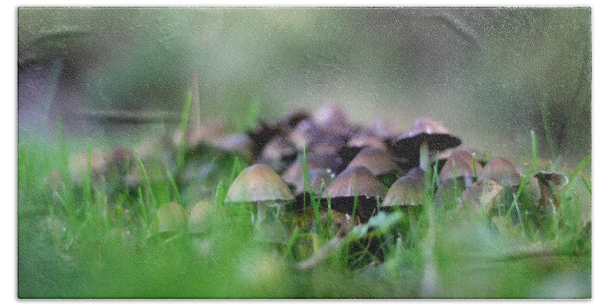 Mushrooms Beach Towel featuring the photograph Magic Mushrooms 3 by Tracy Male