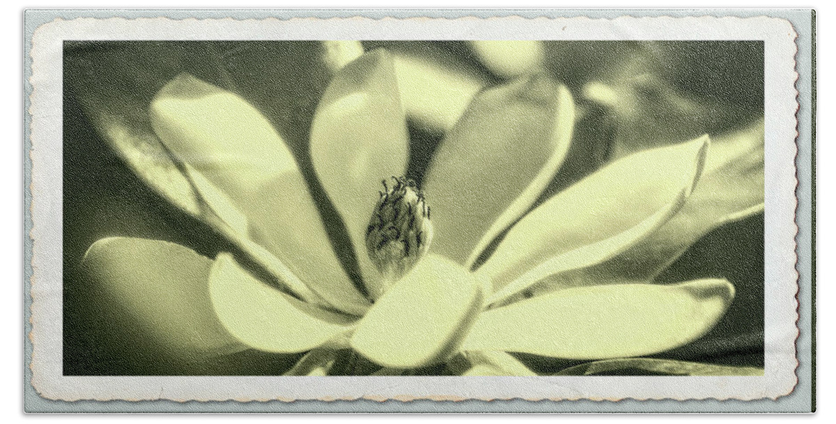 Flowers Beach Sheet featuring the photograph Magnolia by Garry McMichael