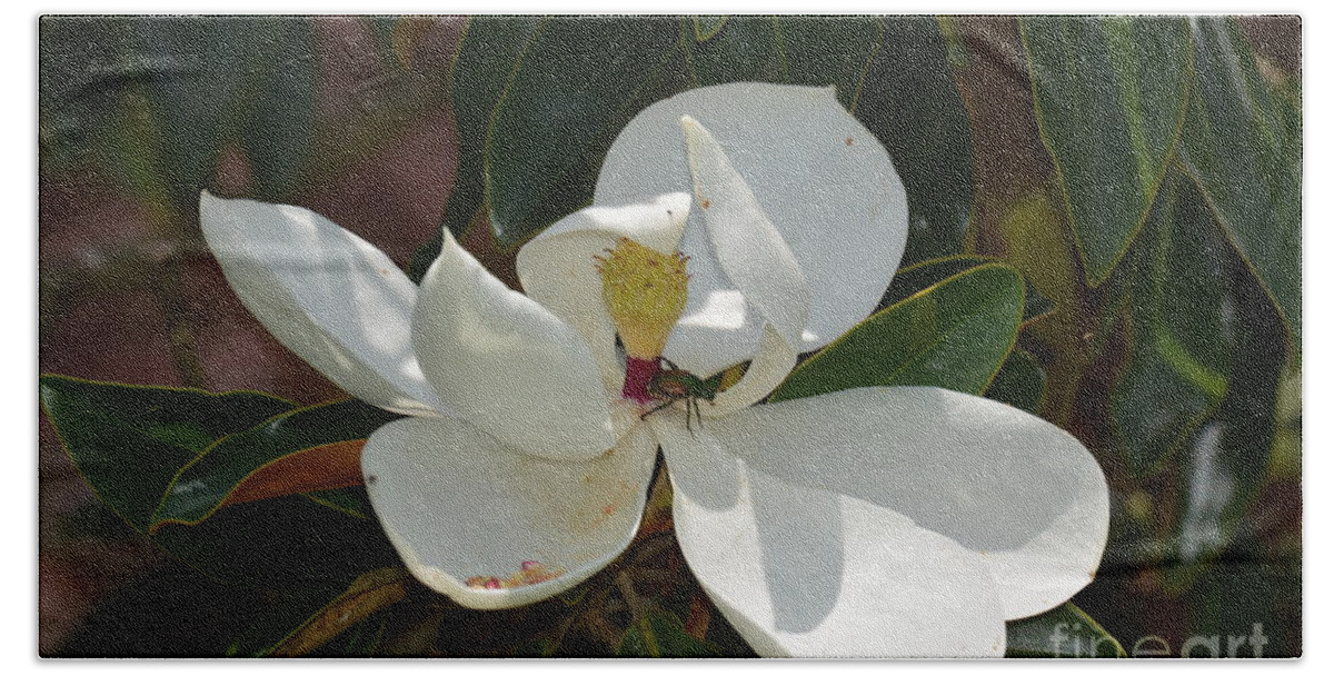 Magnolia With Beetle Beach Towel featuring the photograph Magnolia With Beetle by Maria Urso