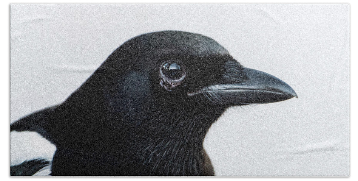 Pica Pica Beach Towel featuring the photograph Magpie portrait by Torbjorn Swenelius