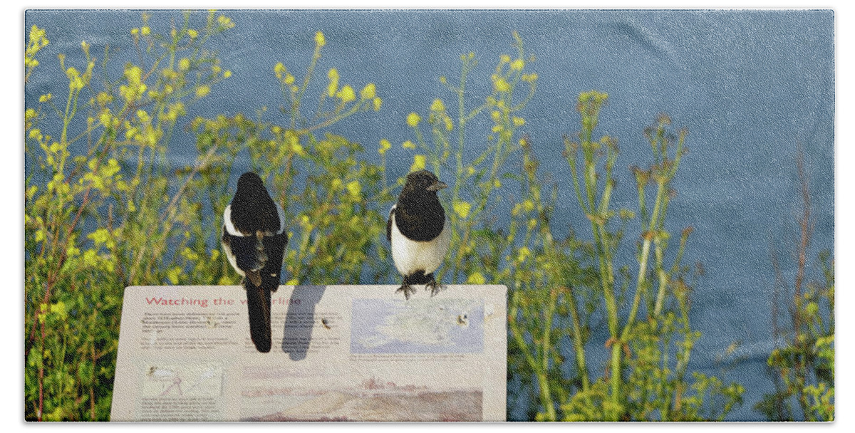 Britain Beach Towel featuring the photograph Magpies Keeping Watch - Pendennis Point by Rod Johnson