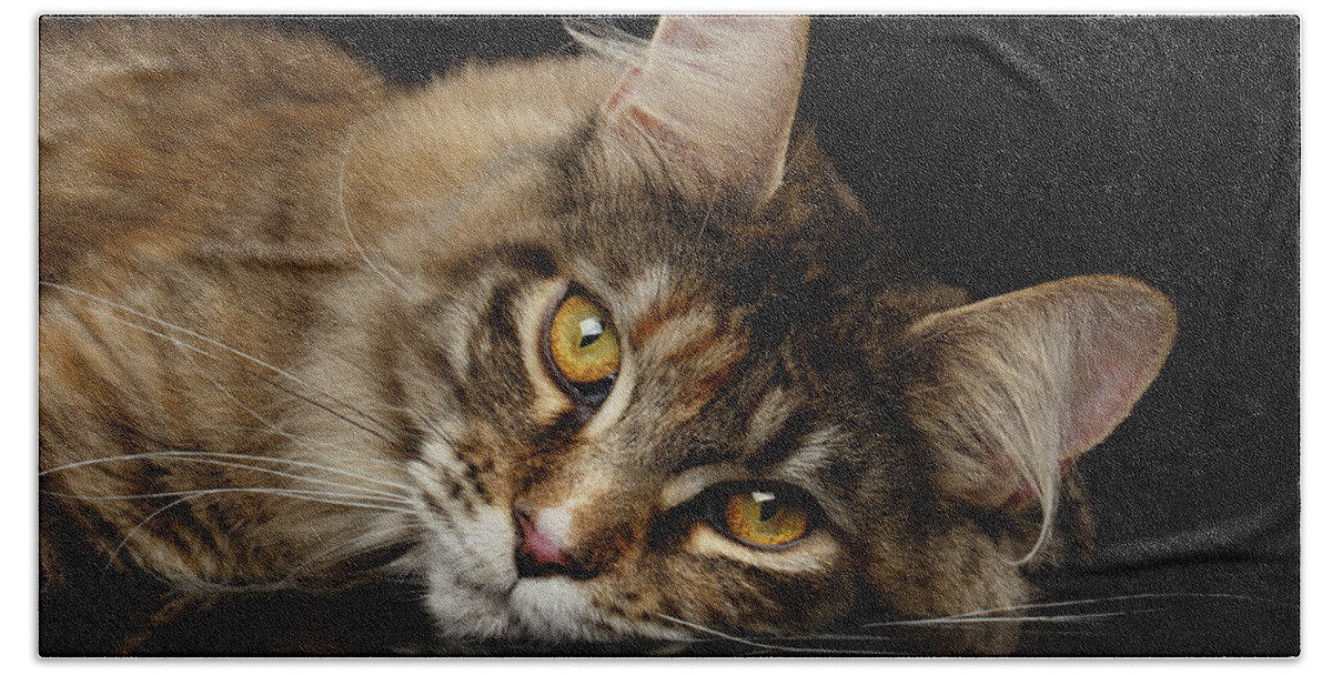 Cat Beach Towel featuring the photograph Maine Coon Cat Lying, Looks Cute Isolated on Black Background by Sergey Taran