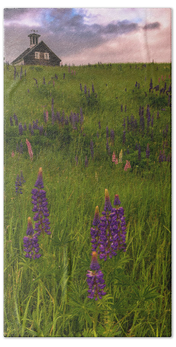 Maine Beach Towel featuring the photograph Maine Lupines and Home after Rain and Storm by Ranjay Mitra