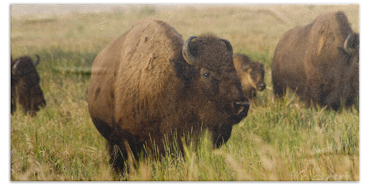 Animal Beach Sheet featuring the photograph Majestic Bison by Teresa Zieba