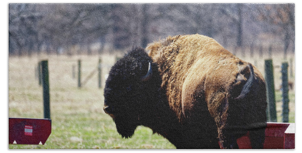 Bison Beach Towel featuring the photograph Male Bison by Peter Ponzio