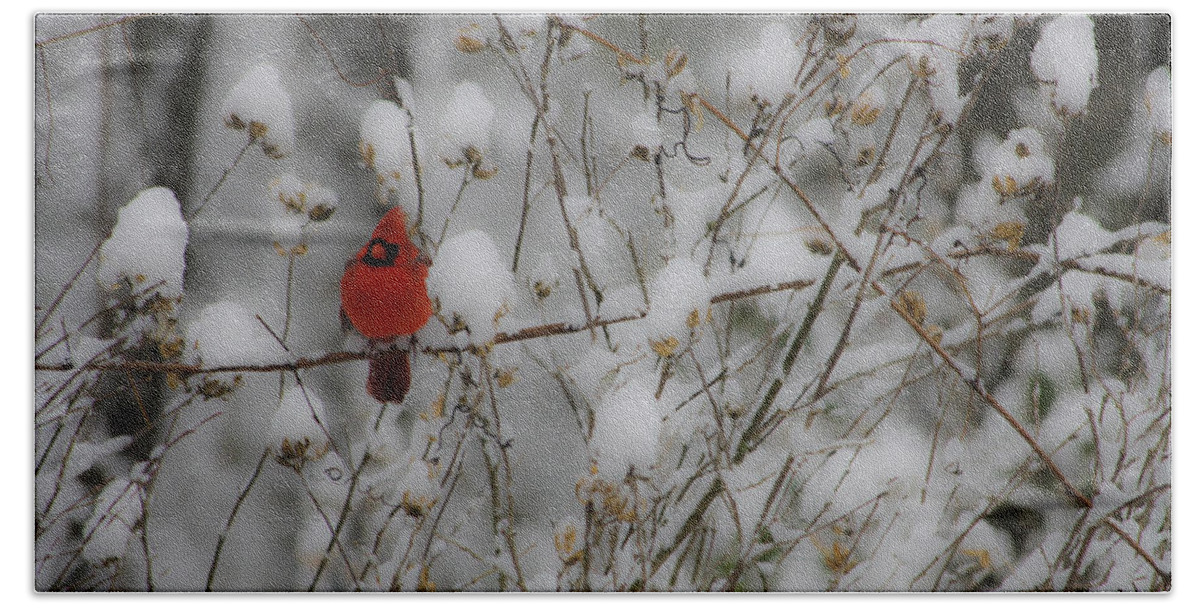 Snow Beach Towel featuring the photograph Male Cardinal in the Snow by Teresa Mucha