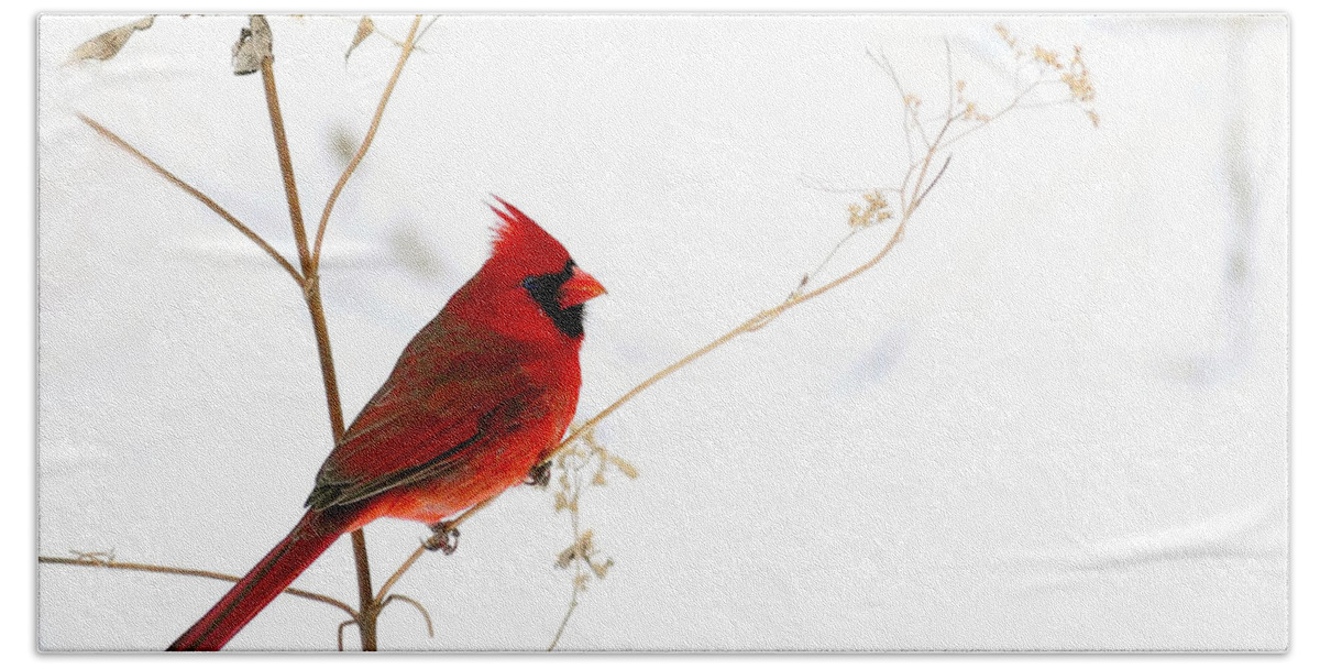 Male Cardinal Beach Towel featuring the photograph Male Cardinal Posing in the Snow by Randall Branham