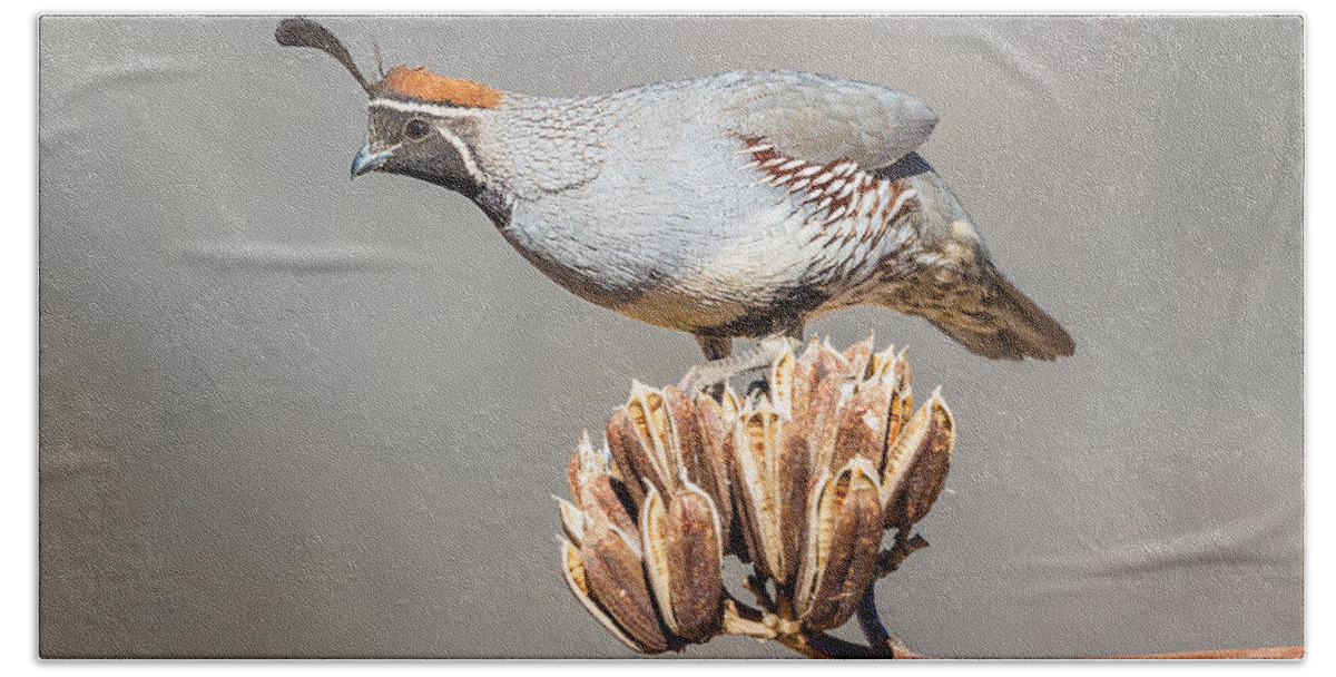 Bird Beach Towel featuring the photograph Male Gambel's Quail on Yucca Pods by Fred J Lord