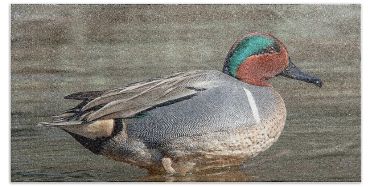 Nature Beach Towel featuring the photograph Male Green-winged Teal DWF0171 by Gerry Gantt