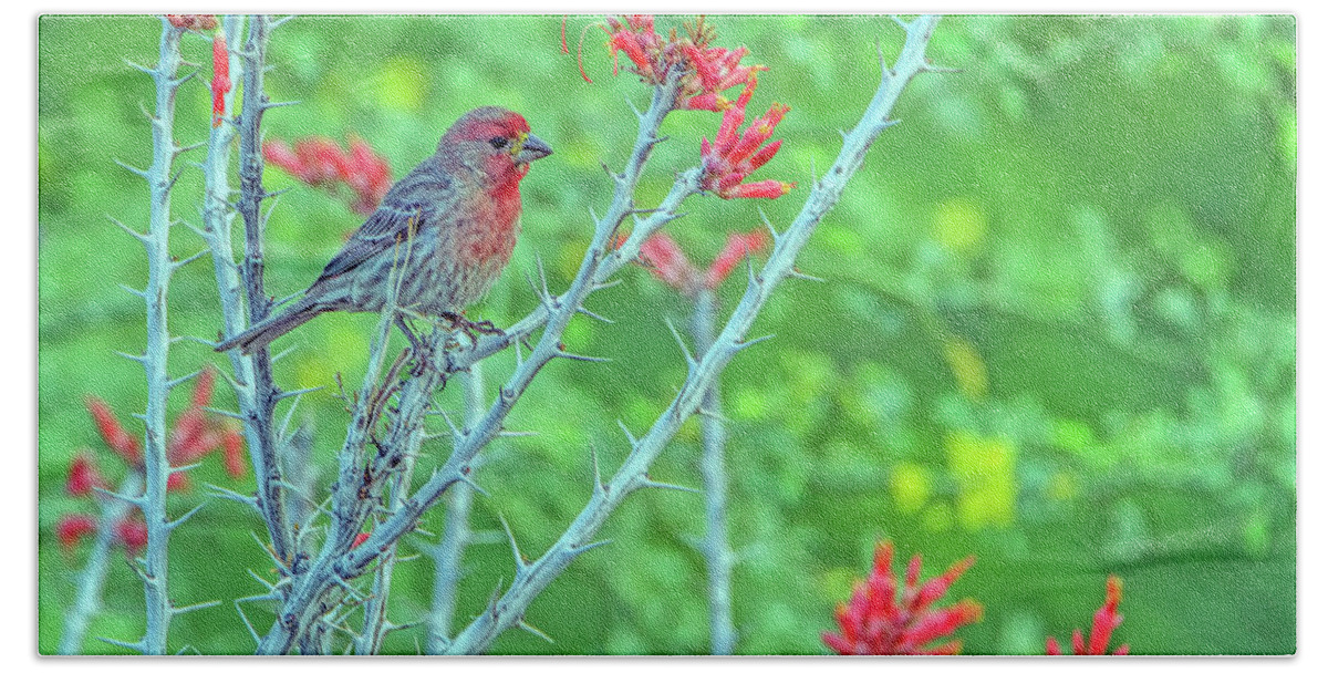 House Beach Sheet featuring the photograph Male House Finch 8347 by Tam Ryan