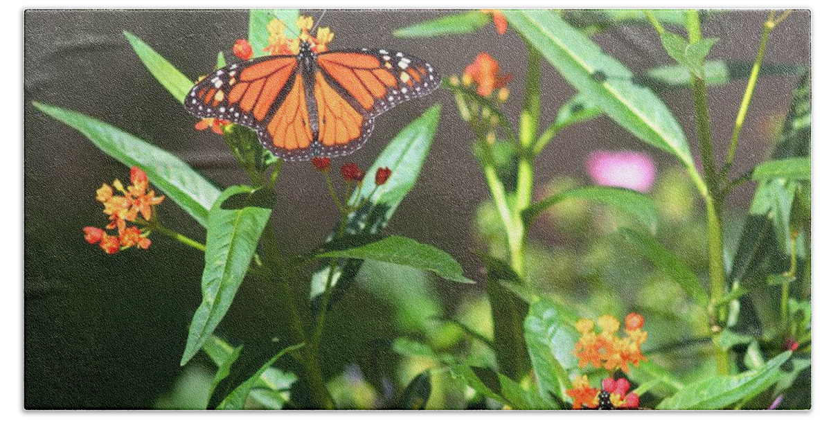 Monarch Beach Towel featuring the photograph Male Monarch Butterflies by Liz Vernand