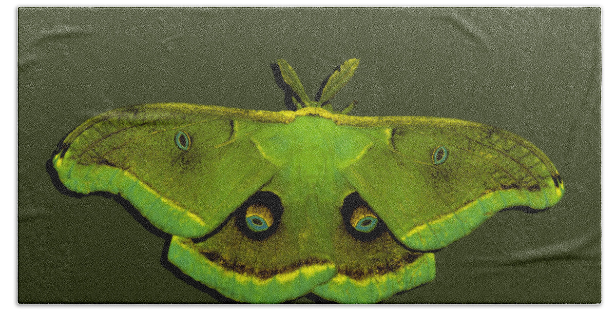 Polyphemus Moth Beach Towel featuring the photograph Male Moth Green and Yellow .png by Al Powell Photography USA