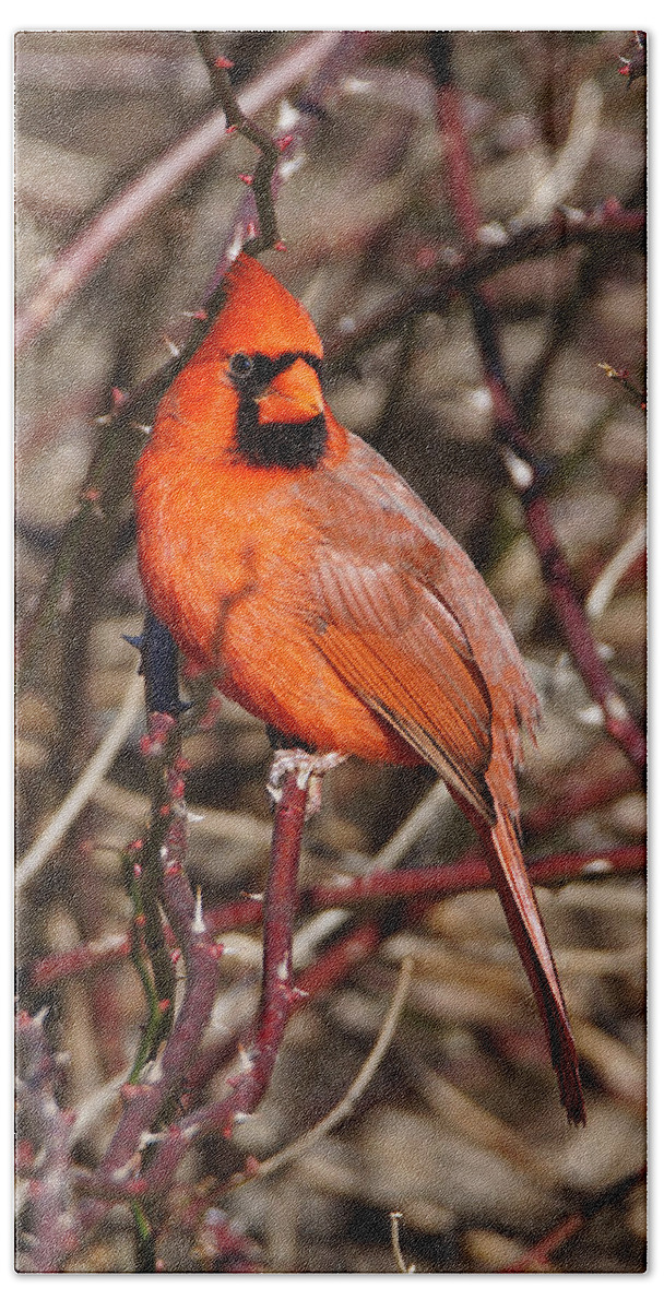 Cardinal Beach Towel featuring the photograph Male Northern Cardinal by Alan Hutchins