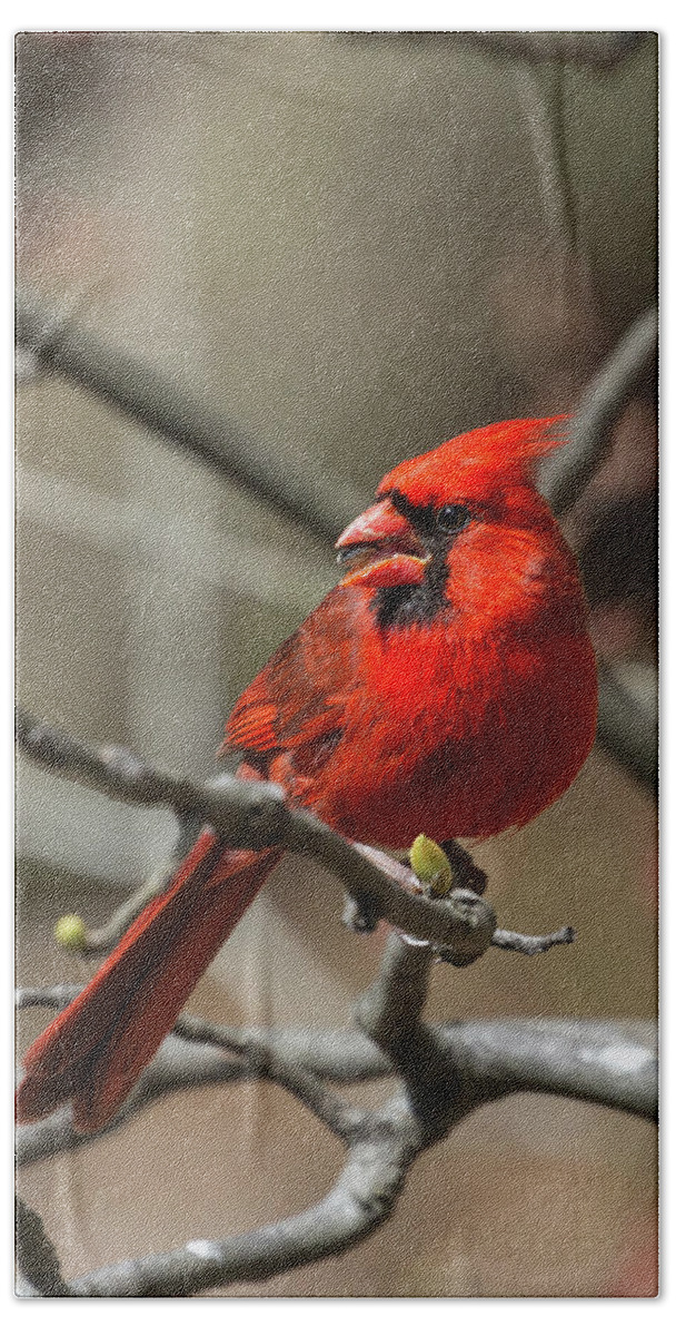 Songbird Beach Sheet featuring the photograph Male Northern Cardinal in Spring by John Haldane