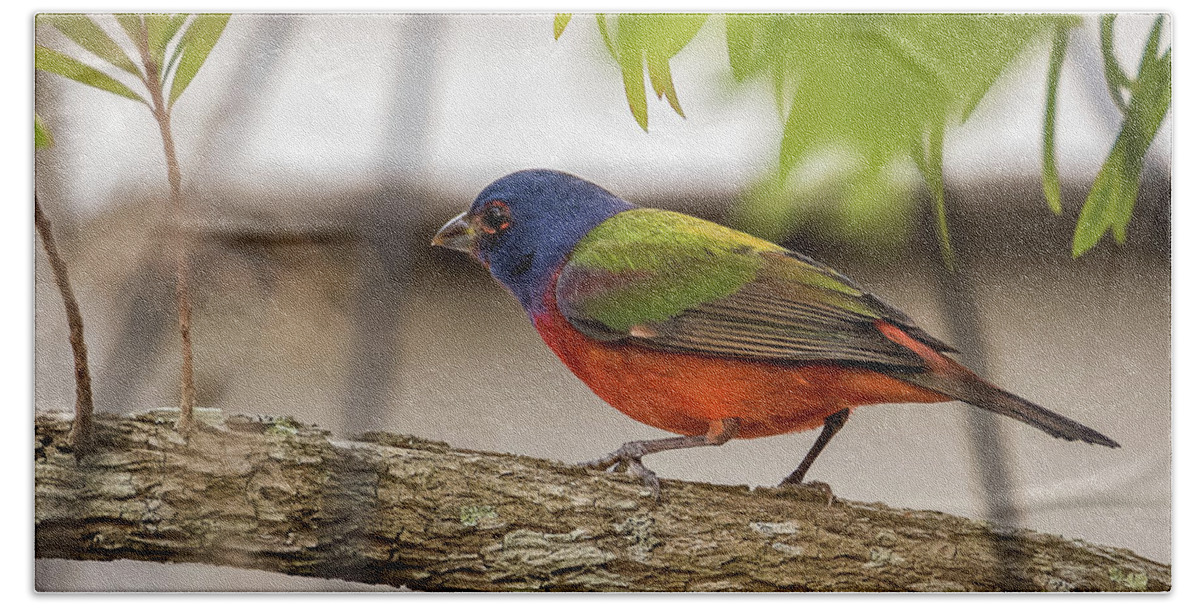 Bird Beach Towel featuring the photograph Male Painted Bunting by Norman Peay