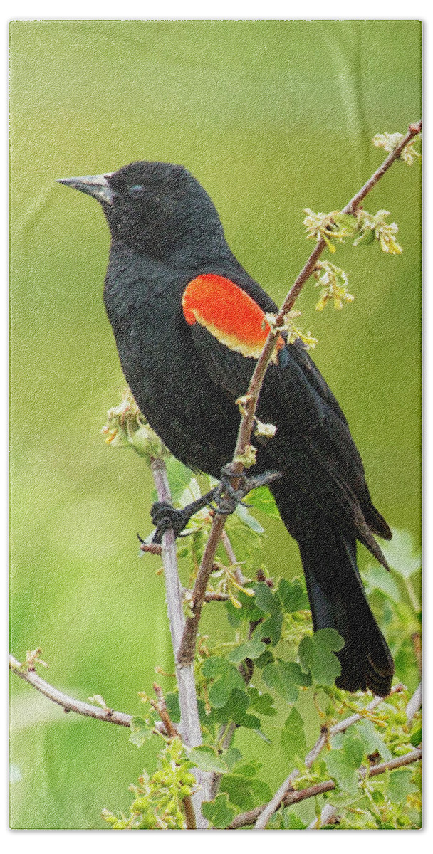 Red-winged Blackbird Beach Towel featuring the photograph Male Red-winged Blackbird by Belinda Greb