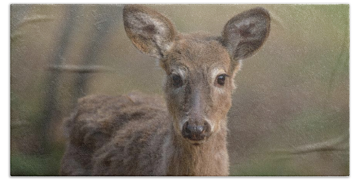 Outdoor Beach Sheet featuring the photograph Male Whitetail Deer Yearling by David Porteus