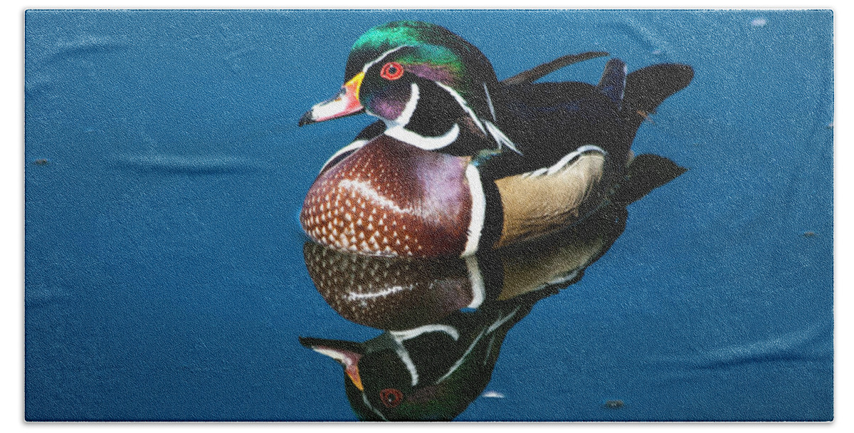 Wood Duck Beach Towel featuring the photograph Male Wood Duck by Mindy Musick King