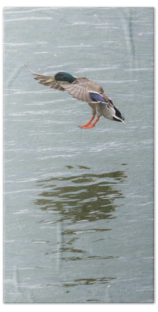 Mallard Beach Towel featuring the photograph Mallard Drake Coming In For A Landing On The Ohio by Holden The Moment