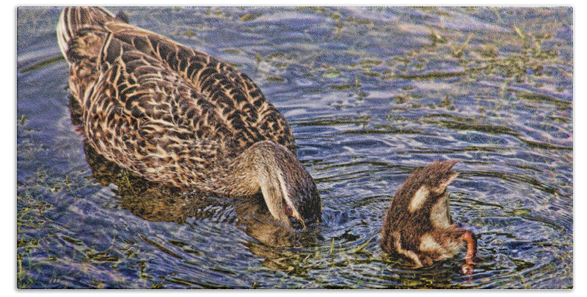 Mallard Beach Towel featuring the photograph Mallard Mom And Baby by HH Photography of Florida
