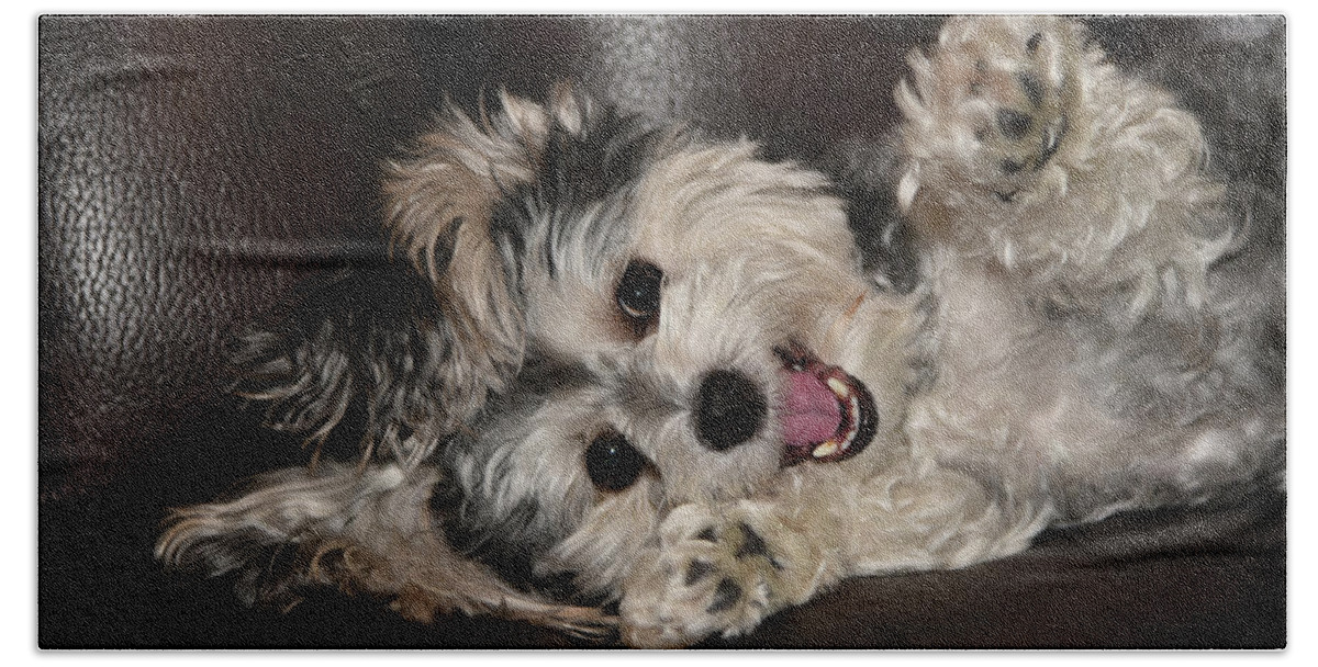 Puppy Beach Towel featuring the photograph Maltipoo Playing on the Couch by Artful Imagery