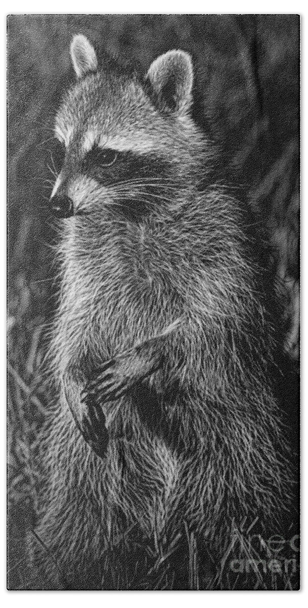 Deborah Benoit Beach Sheet featuring the photograph Mama Raccoon by Deborah Benoit