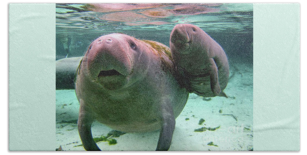 Manatee Beach Towel featuring the photograph Manatee Mom And Calf by D Hackett