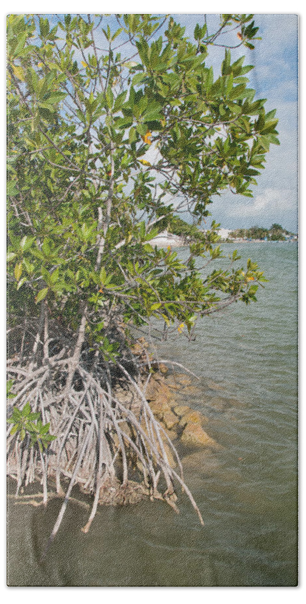 Mexico Quintana Roo Beach Towel featuring the digital art Mangroves in Chetumal by Carol Ailles