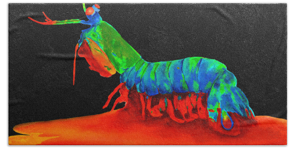 Blue Beach Sheet featuring the painting Mantis Shrimp On Black by Ken Figurski