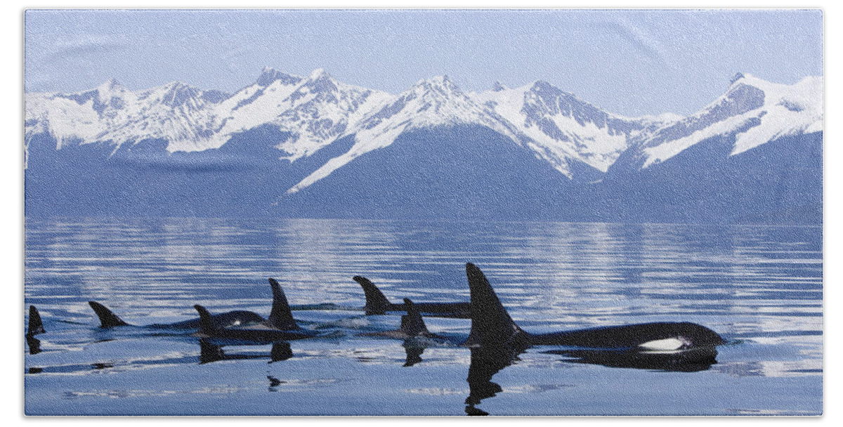 Alaska Beach Towel featuring the photograph Many Orca Whales by John Hyde - Printscapes