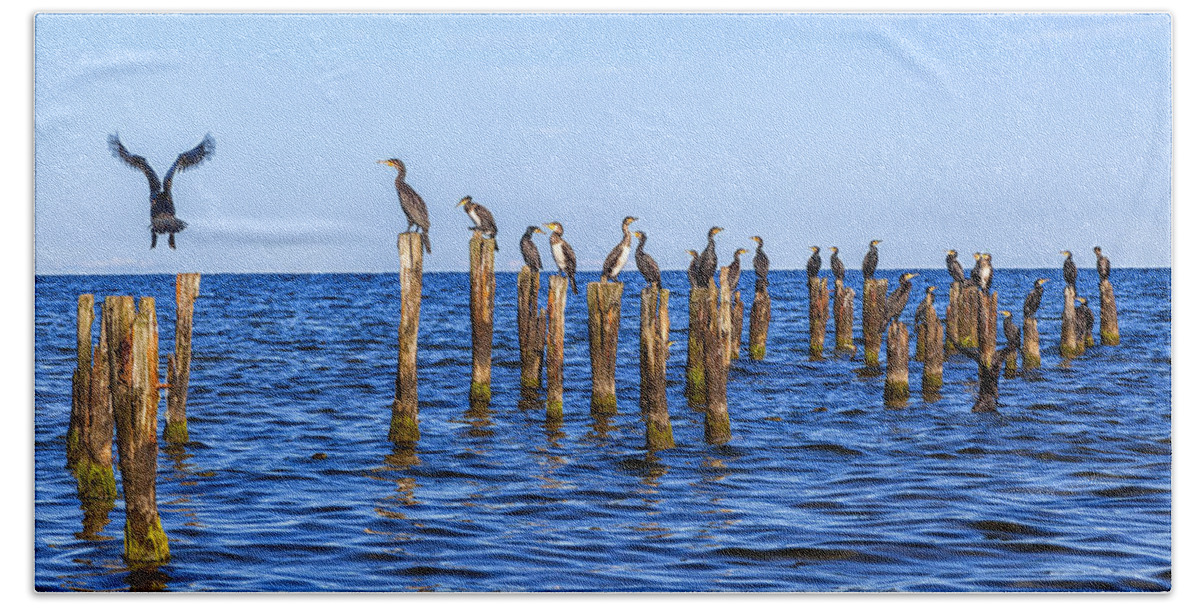 Animals Beach Towel featuring the photograph Many Seagulls Are Sitting On Stakes In The Baltic Sea by Gina Koch
