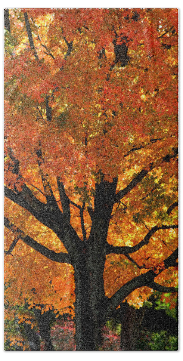 Maple Hill Cemetary Beach Towel featuring the photograph Maple Hill Maple in Autumn by Lesa Fine