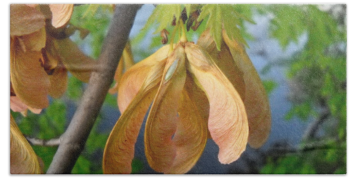 Maple Beach Towel featuring the photograph Maple seeds in May by Kent Lorentzen