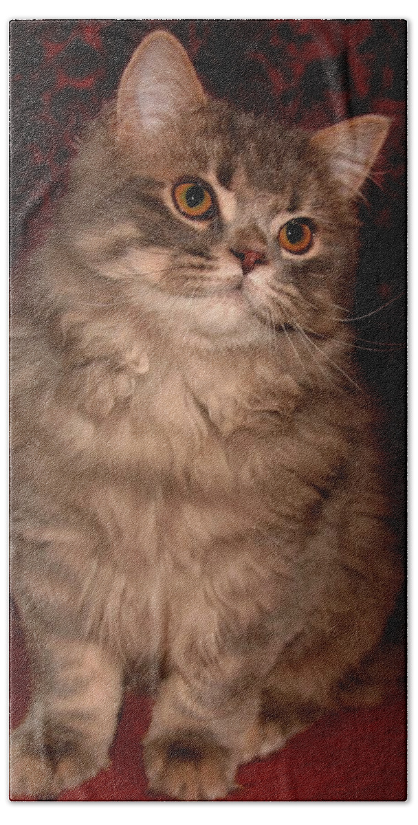 Scottish Fold Beach Towel featuring the pyrography March 2007 by Robert Morin