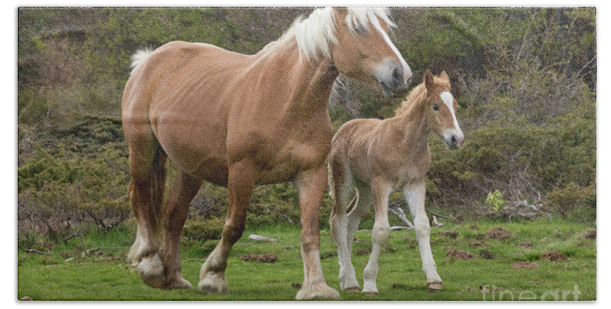 00537167 Beach Towel featuring the photograph Mare and Foal in France by Yva Momatiuk John Eastcott