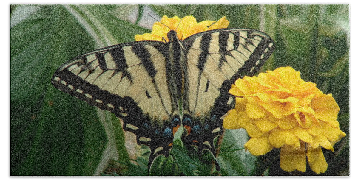 Butterfly Beach Towel featuring the photograph Marigold and Butterfly by Anjel B Hartwell