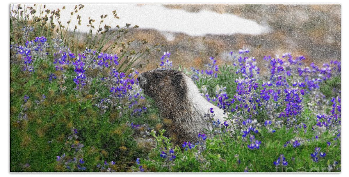 Marmot Beach Towel featuring the photograph Marmot in the wildflowers by David Lee Thompson