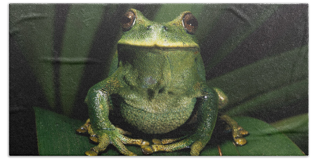 Mp Beach Towel featuring the photograph Marsupial Frog Gastrotheca Orophylax by Pete Oxford