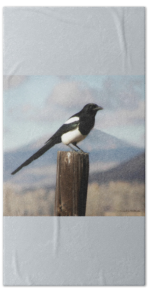  Black-billed Magpie (corvidae Beach Towel featuring the photograph Marty The Magpie by Daniel Hebard