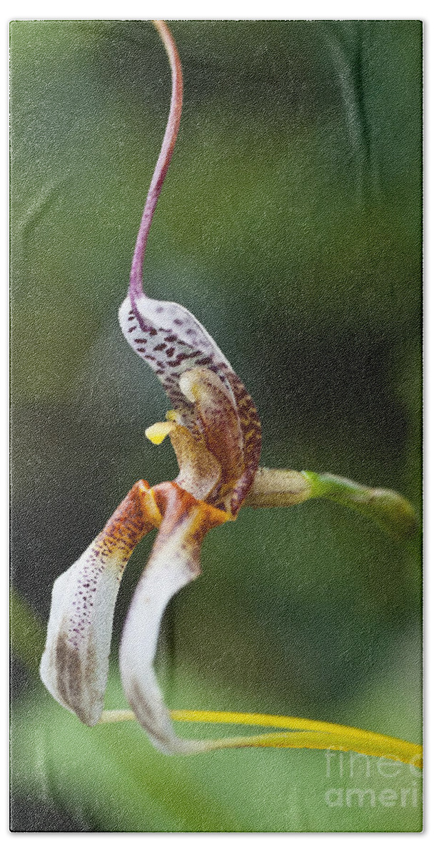 Orchid Beach Towel featuring the photograph Masdevallia hortensiae orchid by Heiko Koehrer-Wagner