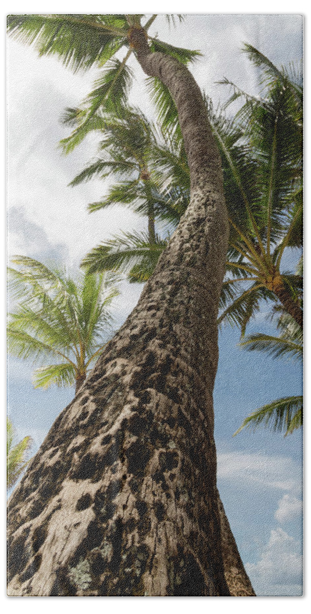 Maui Beach Towel featuring the photograph Maui Palm by John Daly