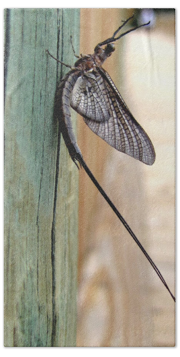 Macro Photography Beach Sheet featuring the photograph Mayfly 003 by Christopher Mercer