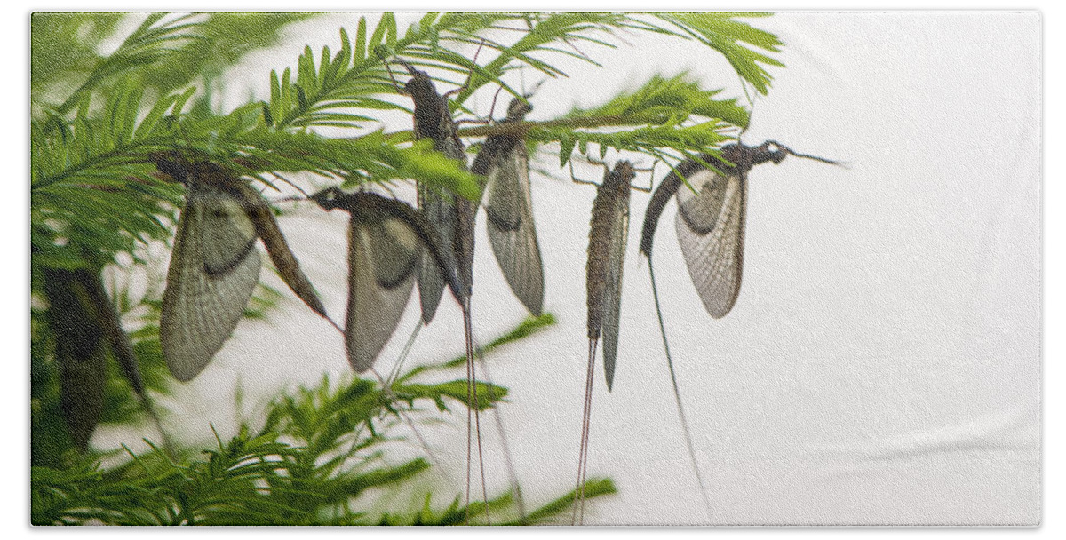 Animal Resting Beach Sheet featuring the photograph Mayfly slumbers by Brian Green
