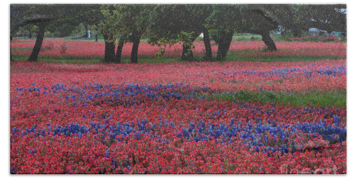 Color Spash Beach Towel featuring the photograph Meadow of bright red Paintbrush and Bluebonnets grow among Texas by Dan Herron