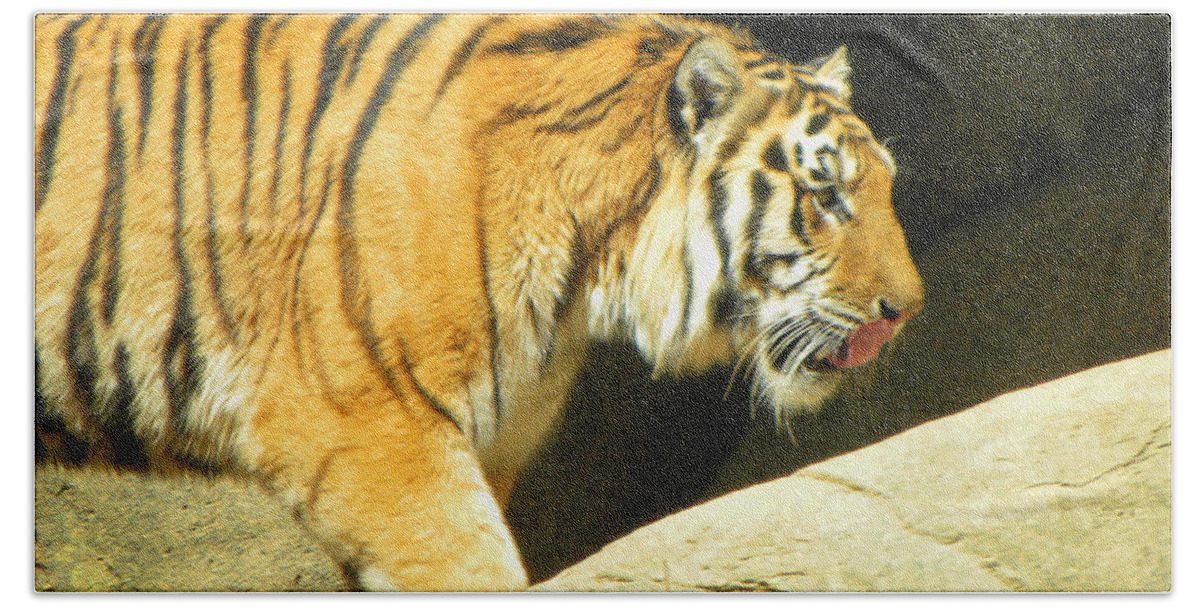 Tiger Beach Towel featuring the photograph Meal Time by Sandi OReilly