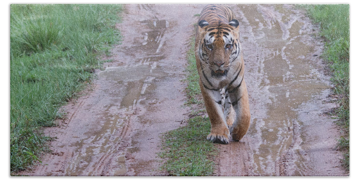 Tiger Beach Towel featuring the photograph Face to Face with a Tiger One Rainy Afternoon by Fotosas Photography