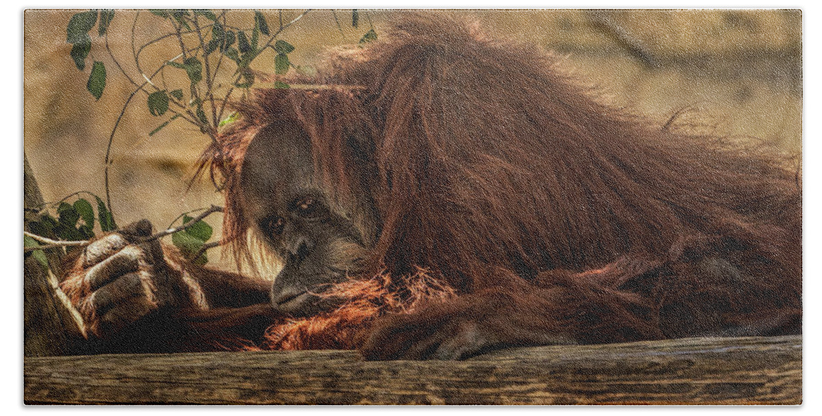 Orangutan Beach Towel featuring the photograph Melancholy by Michael McKenney